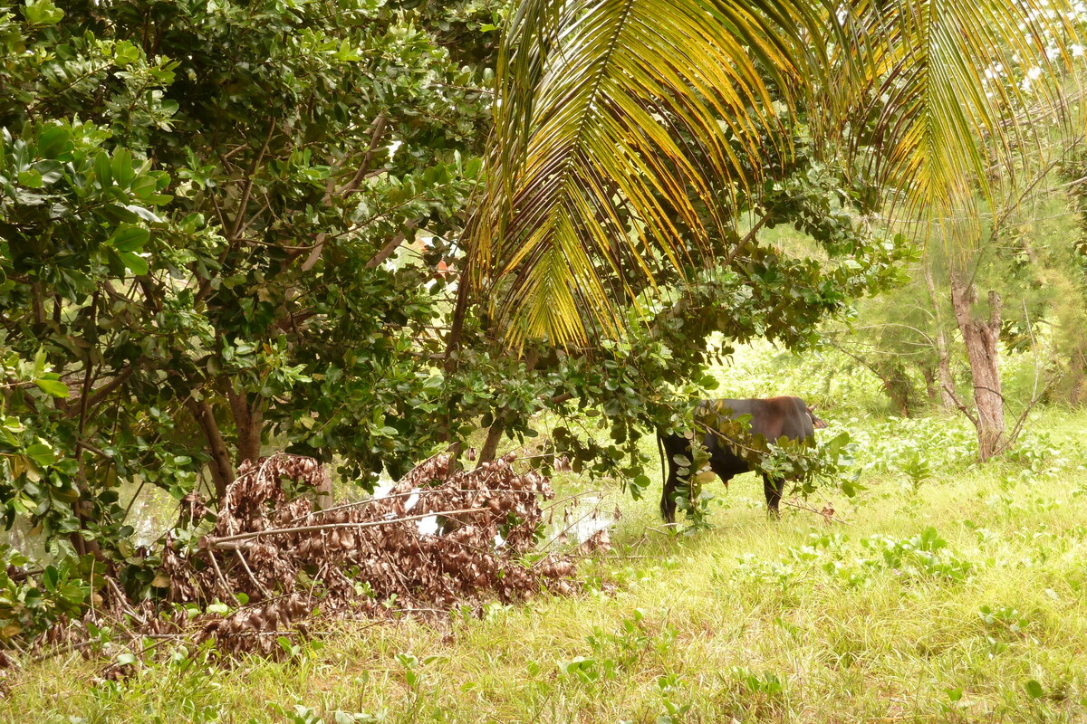 รูปถ่าย เซเชลส์(Seychelles) เกาะลาดีก(La Digue) 2011-10 203