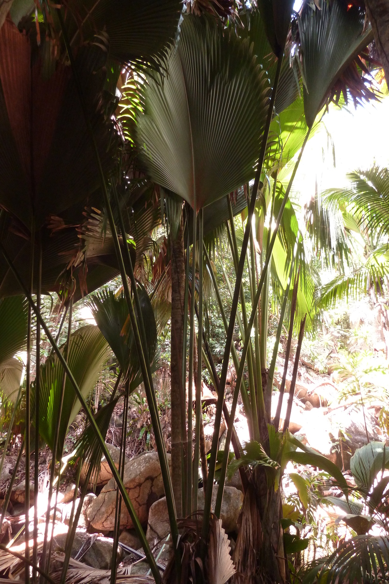 รูปถ่าย เซเชลส์(Seychelles) หุบเขาเดอไม(Vallee de Mai) 2011-10 13