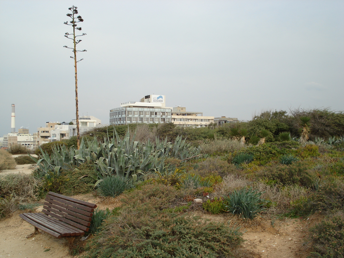 รูปถ่าย อิสราเอล(Israel) เทลอาวีฟ(Tel Aviv) ชายหาดเทลอาวีฟ(Tel Aviv Sea Shore) 2006-12 100