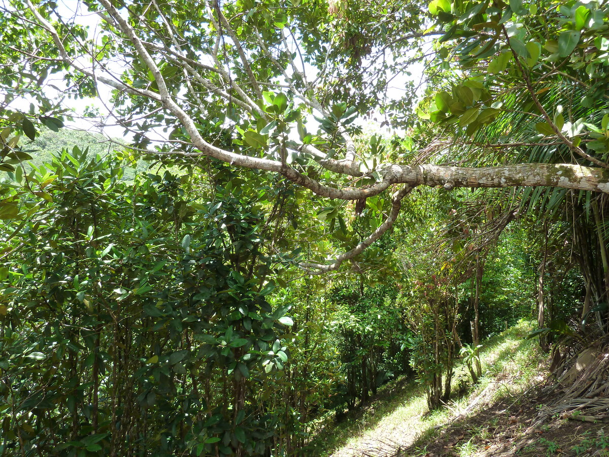 รูปถ่าย เซเชลส์(Seychelles) หุบเขาเดอไม(Vallee de Mai) 2011-10 72
