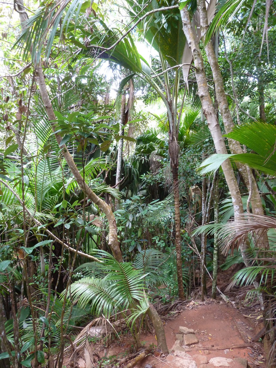 รูปถ่าย เซเชลส์(Seychelles) หุบเขาเดอไม(Vallee de Mai) 2011-10 75