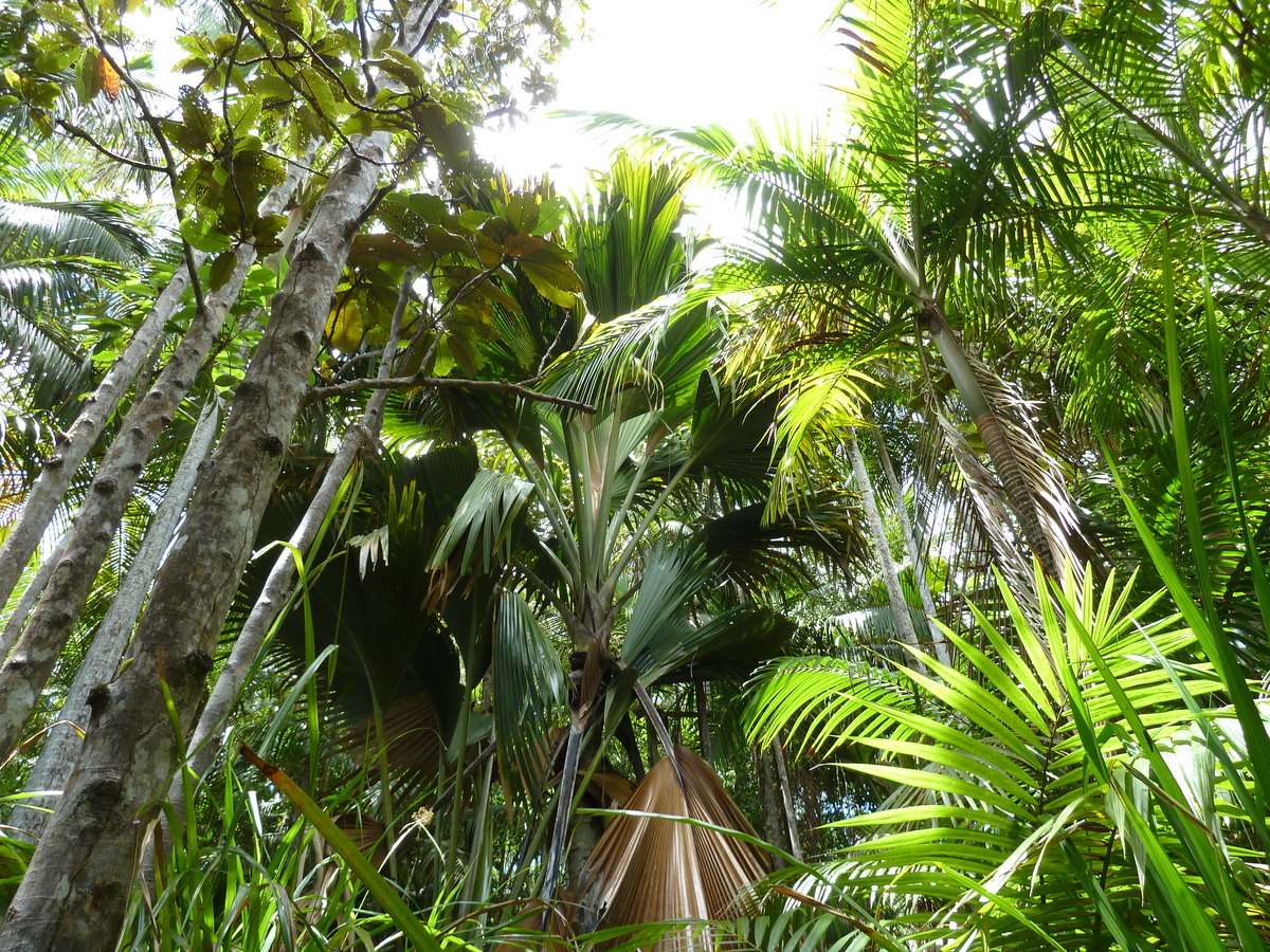 รูปถ่าย เซเชลส์(Seychelles) 2011-10 27