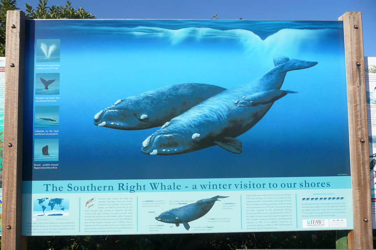 รูปถ่าย แอฟริกาใต้(South Africa) เฮอร์มานัส(Harmanus) 2008-09 192
