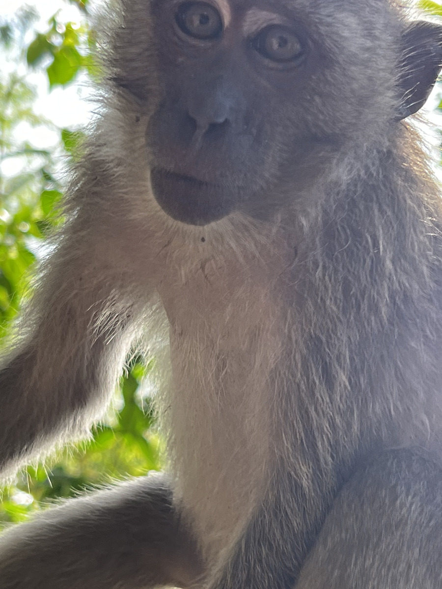 รูปถ่าย ไทย(Thailand) กระบี่(Krabi) 2023-01 341