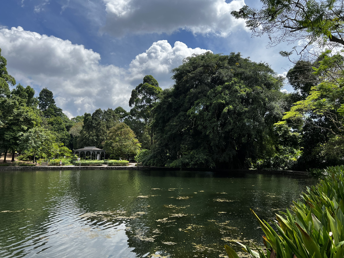 รูปถ่าย สิงคโปร์(Singapore) สวนพฤกษศาสตร์สิงคโปร์(Singapore Botanic Gardens) 2023-01 91