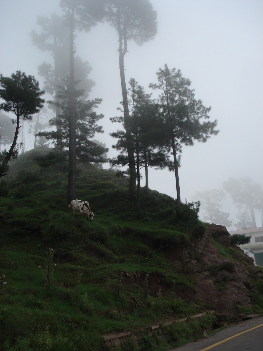 รูปถ่าย ปากีสถาน(Pakistan) มืร์รี(Murree) 2006-08 145