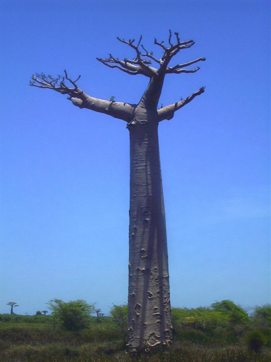 รูปถ่าย มาดากัสการ์(Madagascar) โมรอนกดาว่า(Morondava) 1999-10 22
