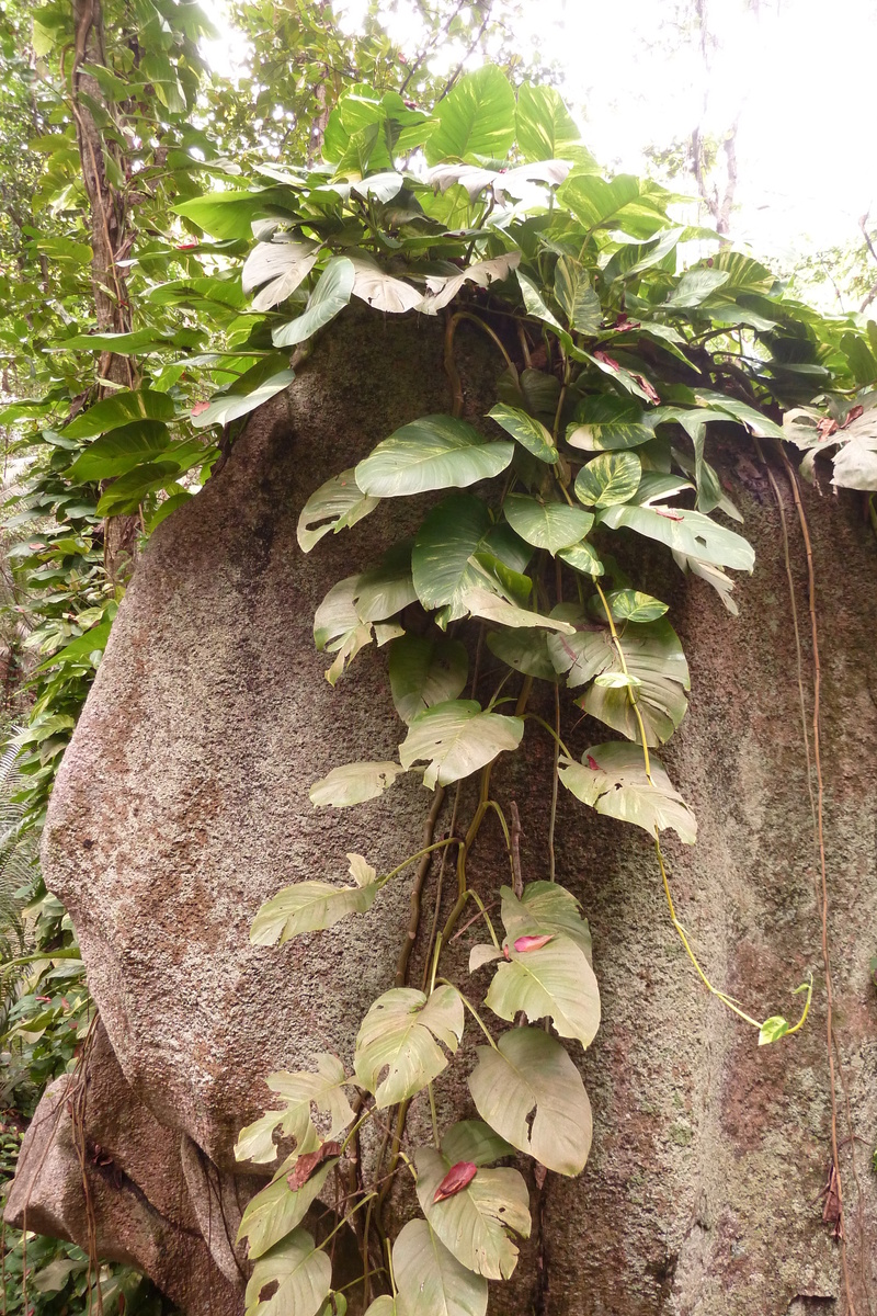 รูปถ่าย เซเชลส์(Seychelles) เกาะลาดีก(La Digue) 2011-10 180