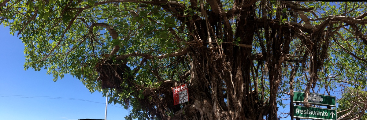 รูปถ่าย คอสตาริกา(Costa Rica) ปุนตาเรนัส(Puntarenas) 2015-03 183