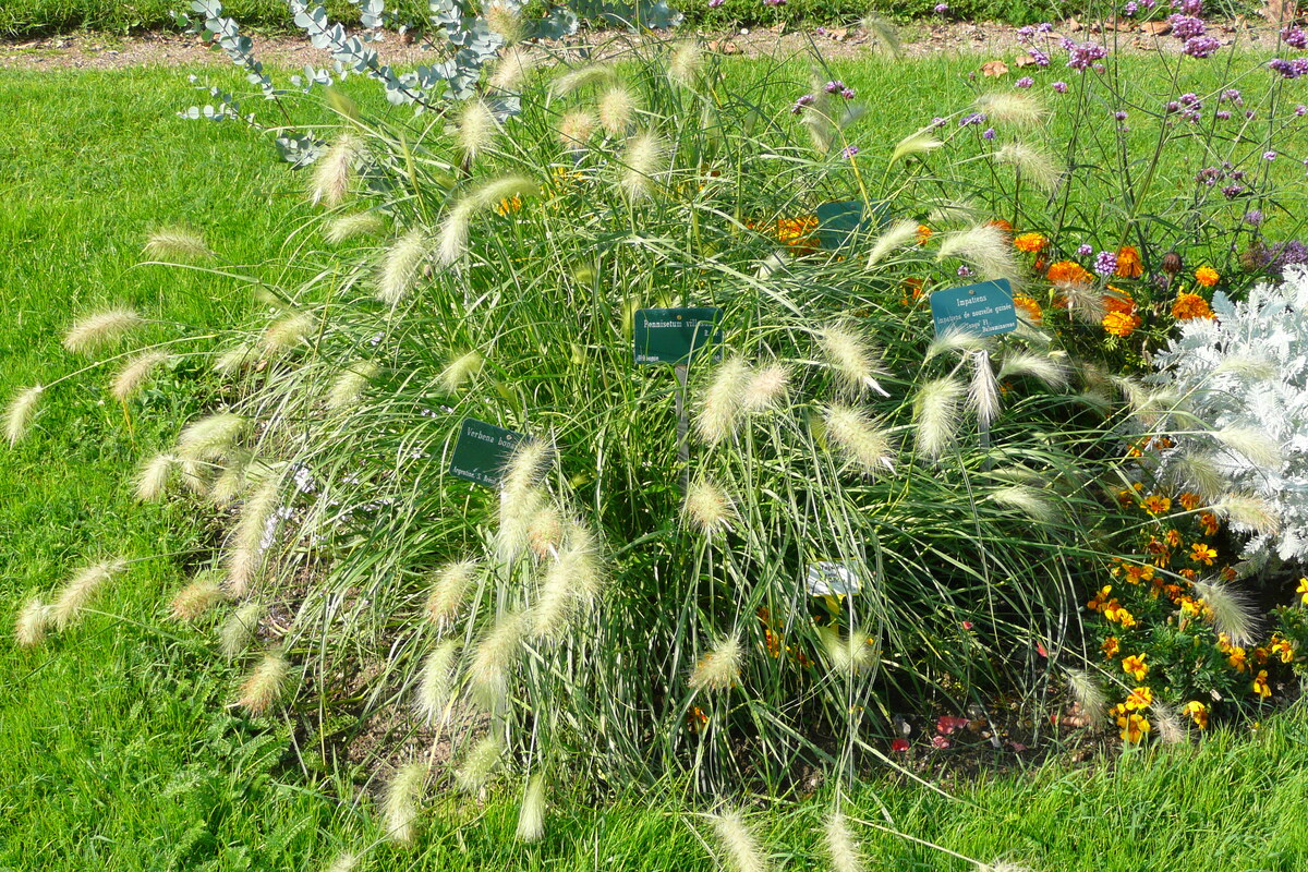 รูปถ่าย ฝรั่งเศส(France) ปารีส(Paris) สวนพันธ์ุพืช(Jardin des Plantes) 2007-08 170