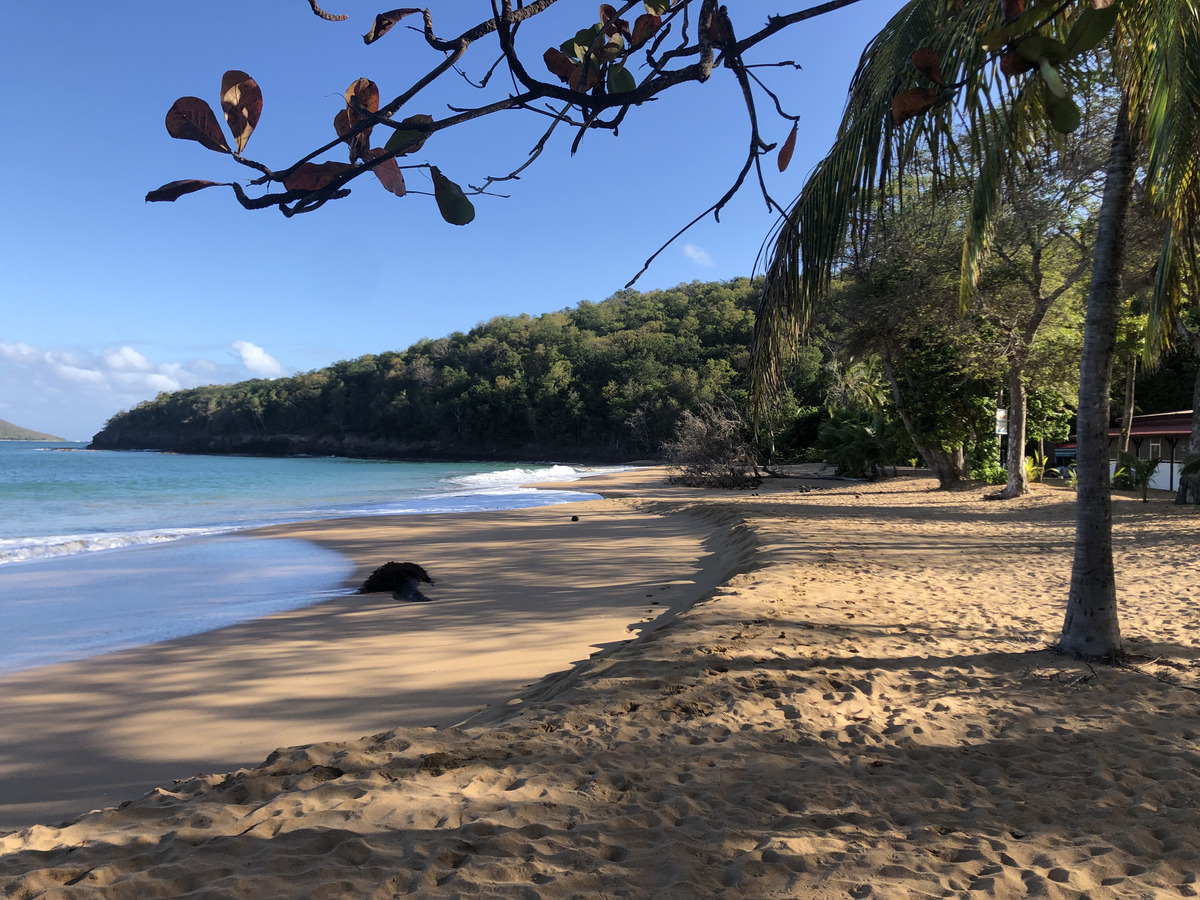 รูปถ่าย กวาเดอลูป(Guadeloupe) หาดลาแปร์ล(La Perle Beach) 2021-02 91