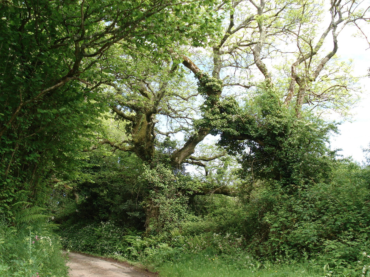 รูปถ่าย อังกฤษ(United Kingdom) เปมโบรคเชอร์(Pembrokeshire) 2006-05 36