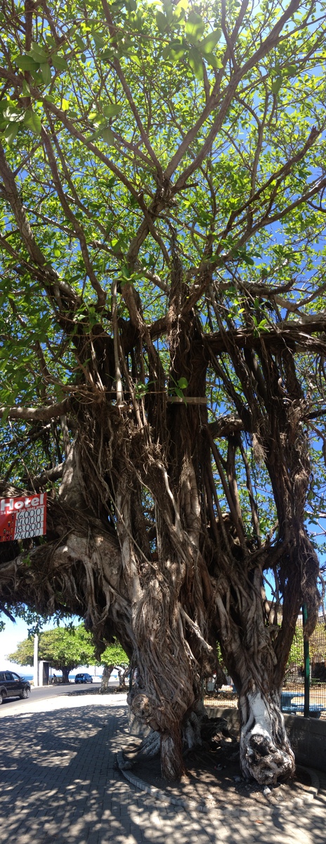 รูปถ่าย คอสตาริกา(Costa Rica) ปุนตาเรนัส(Puntarenas) 2015-03 7