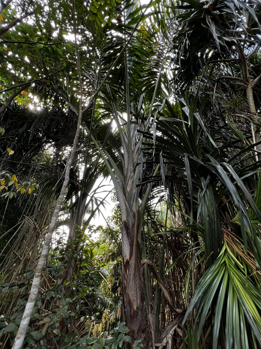 รูปถ่าย สิงคโปร์(Singapore) สวนพฤกษศาสตร์สิงคโปร์(Singapore Botanic Gardens) 2023-01 110