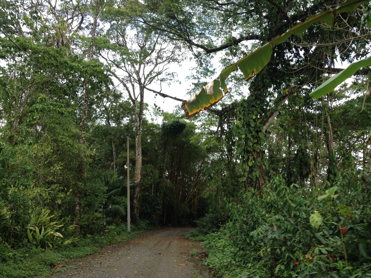 รูปถ่าย คอสตาริกา(Costa Rica) กาอุยตา(Cahuita) 2015-03 87
