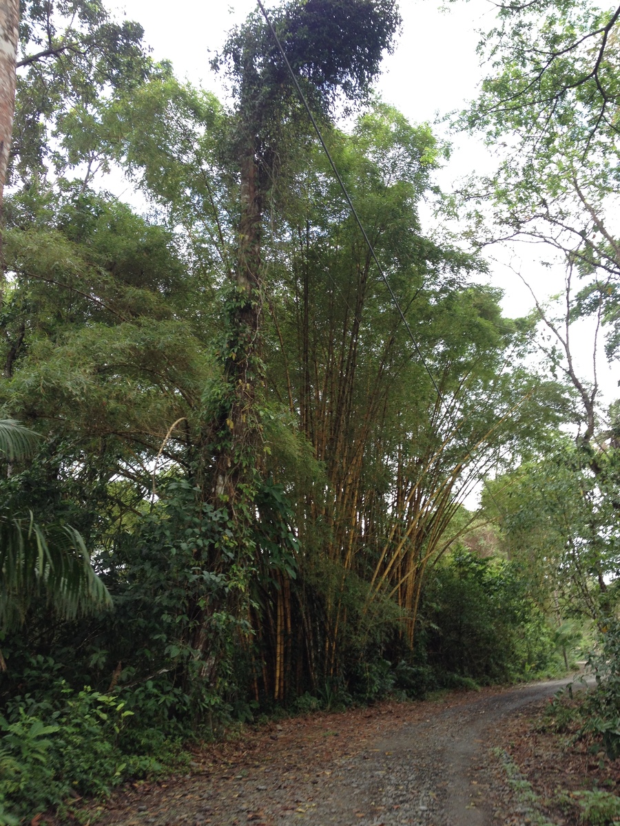 รูปถ่าย คอสตาริกา(Costa Rica) กาอุยตา(Cahuita) 2015-03 81