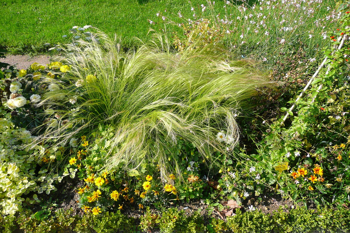 รูปถ่าย ฝรั่งเศส(France) ปารีส(Paris) สวนพันธ์ุพืช(Jardin des Plantes) 2007-08 18