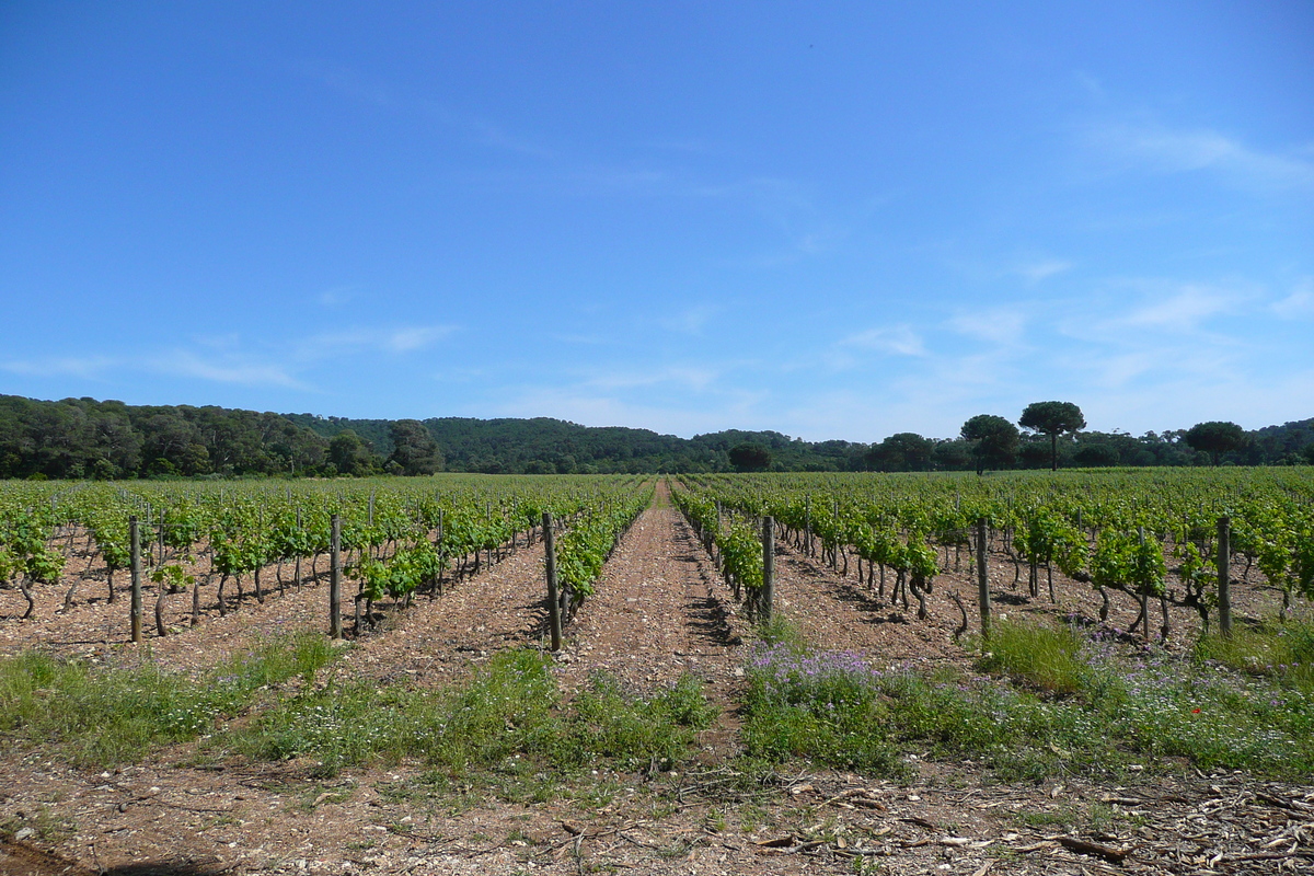 รูปถ่าย ฝรั่งเศส(France) เกาะปอร์เกอรอล(Porquerolles Island) ที่ราบกูร์ตาด(Plaine de la courtade) 2008-05 29