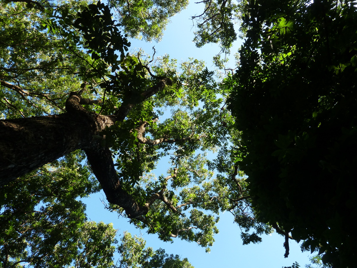 รูปถ่าย ฟิจิ(Fiji) อุทยานแห่งชาติเนินทรายซิงกาโตกา(Sigatoka sand dunes national park) 2010-05 28