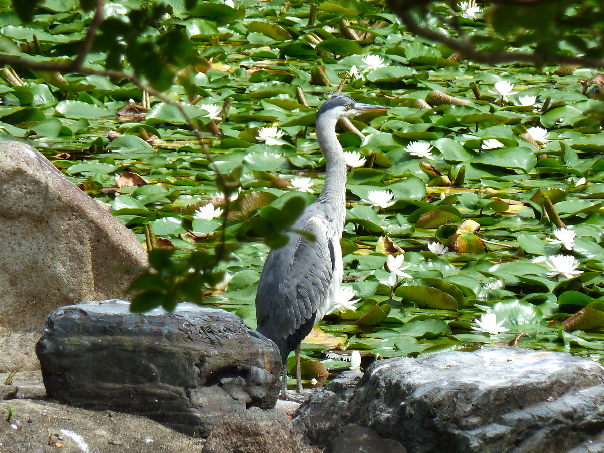 รูปถ่าย ญี่ปุ่น(Japan) เกียวโต(Kyoto) สวนโชเซเอ็ง(Shosei en Garden) 2010-06 39