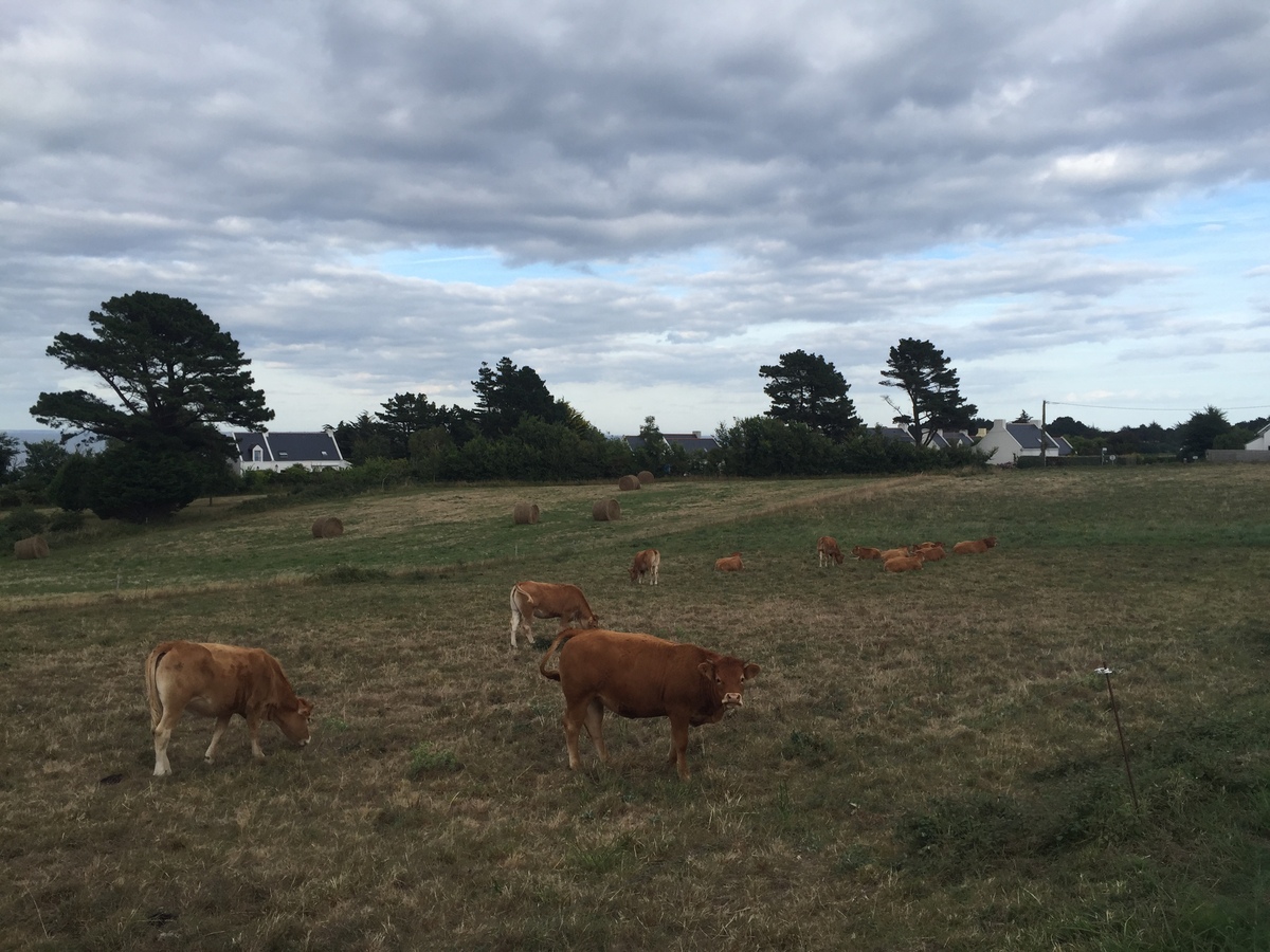 รูปถ่าย ฝรั่งเศส(France) เกาะแบล-อีล(Belle-Ile) 2016-08 152