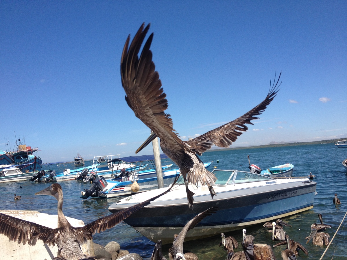 รูปถ่าย คอสตาริกา(Costa Rica) 2015-03 55