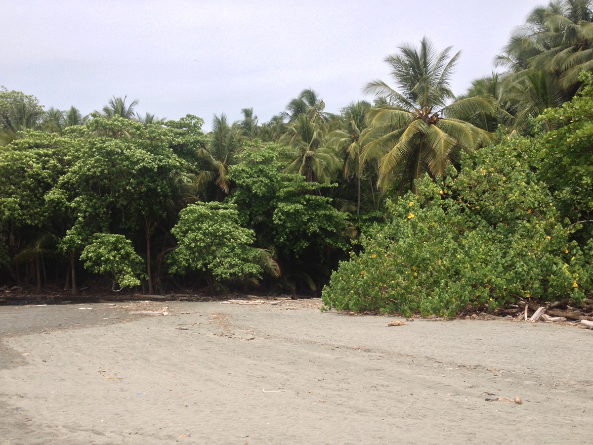 รูปถ่าย คอสตาริกา(Costa Rica) มอนเตซูมา(Montezuma) 2015-03 154