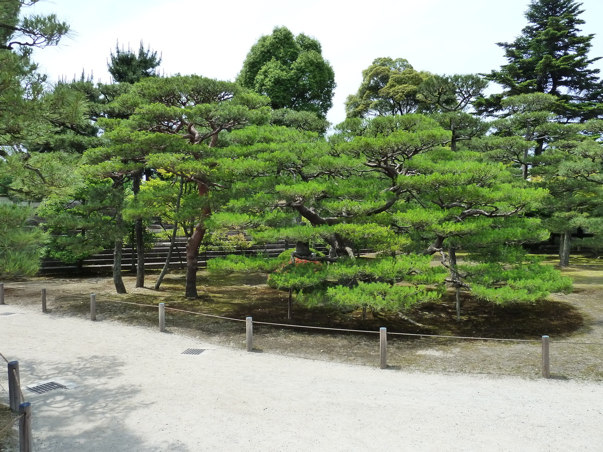 รูปถ่าย ญี่ปุ่น(Japan) เกียวโต(Kyoto) ปราสาทนิโจ(Nijo Castle) พระราชวังฮมมะรุ(Honmaru Palace) 2010-06 16