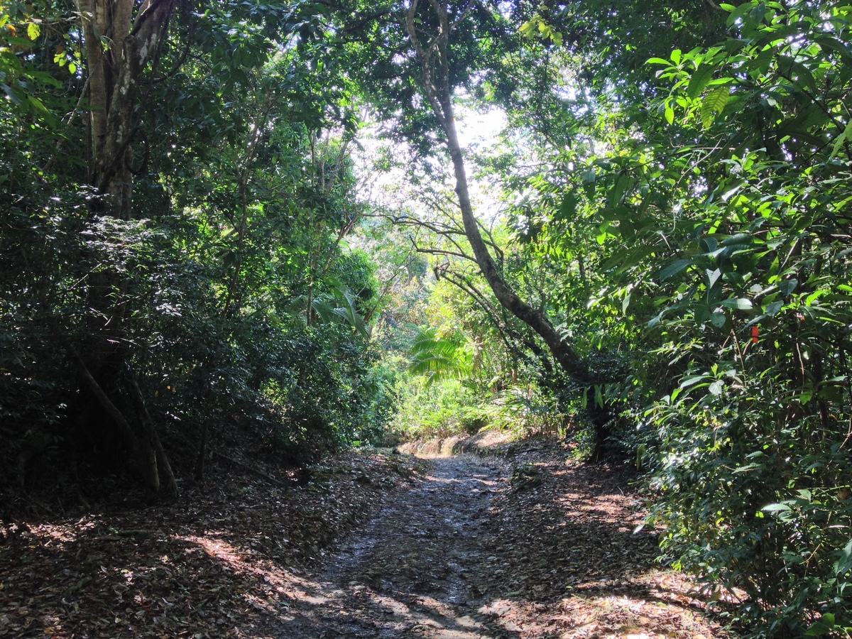 รูปถ่าย คอสตาริกา(Costa Rica) มานวยล์อันโตนีโอ(Manuel Antonio) 2015-03 93