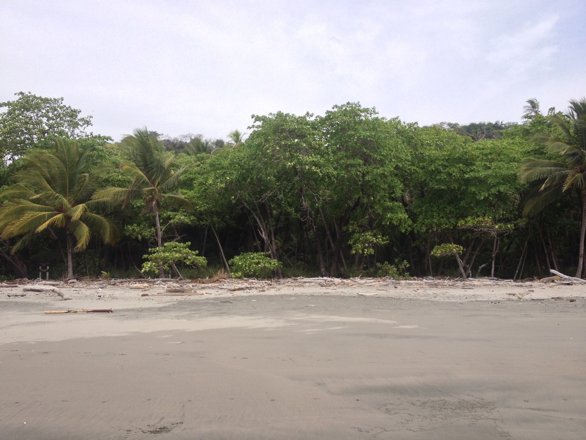 รูปถ่าย คอสตาริกา(Costa Rica) มอนเตซูมา(Montezuma) 2015-03 168