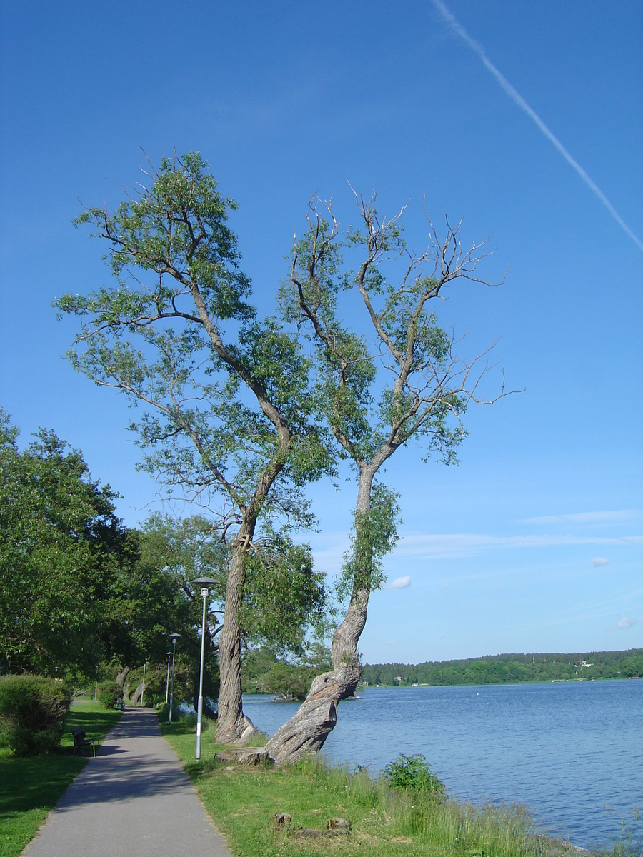รูปถ่าย สวีเดน(Sweden) ซิกตูนา(Sigtuna) 2005-06 35