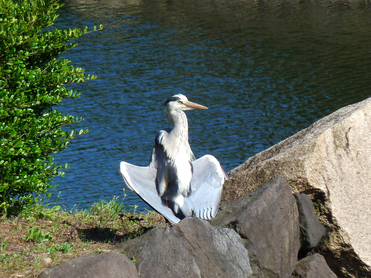 รูปถ่าย ญี่ปุ่น(Japan) 2010-06 7