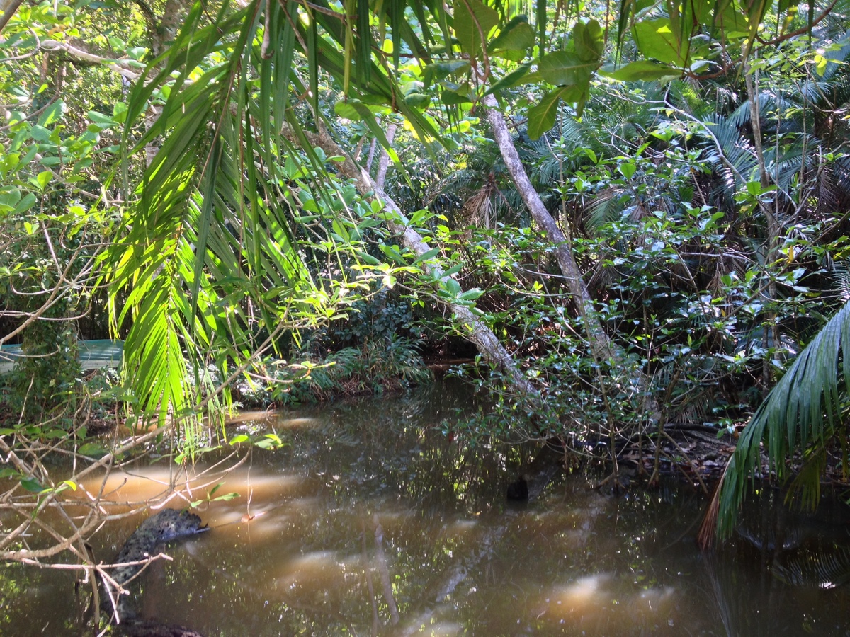 รูปถ่าย คอสตาริกา(Costa Rica) มานวยล์อันโตนีโอ(Manuel Antonio) 2015-03 57