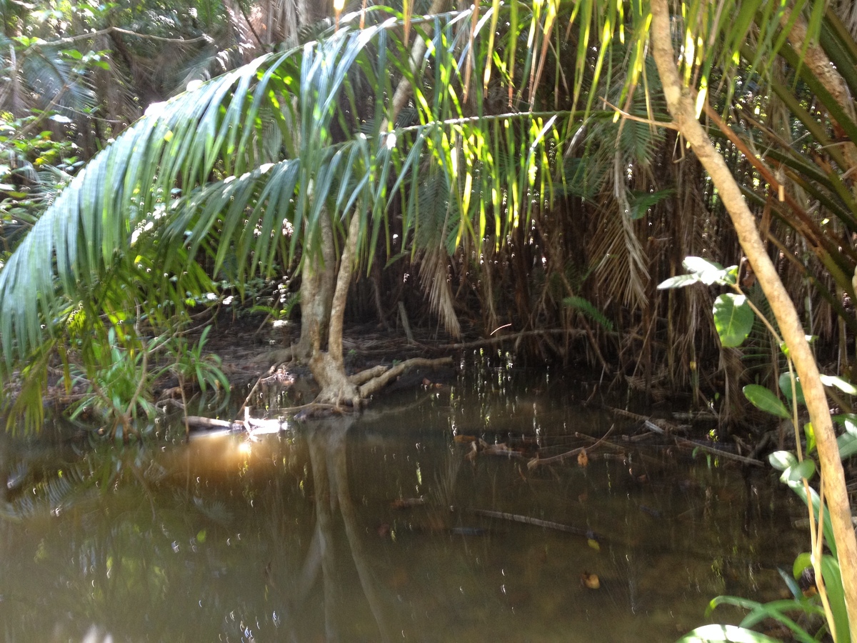 รูปถ่าย คอสตาริกา(Costa Rica) มานวยล์อันโตนีโอ(Manuel Antonio) 2015-03 19