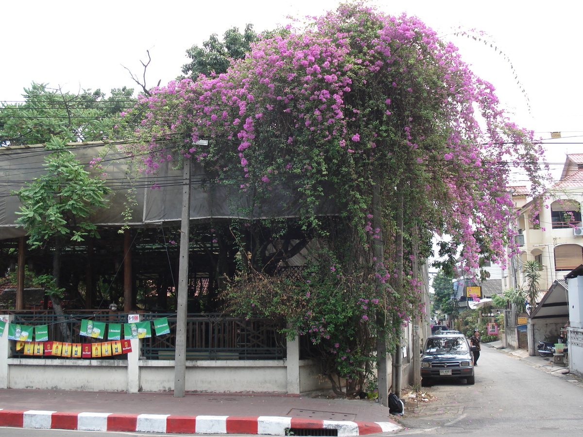 รูปถ่าย ไทย(Thailand) เชียงใหม่(Chiang Mai) ข้างในคุเมืองเชียงใหม่(Inside Canal) ถนนอารักษ์(ในคูเมือง)(Arrak Road(Canal)) 2006-04 15