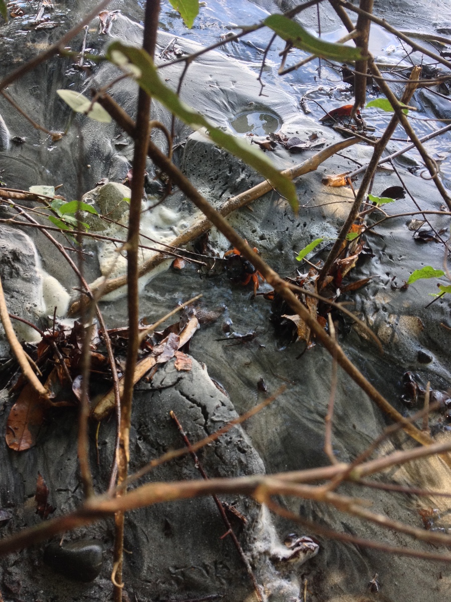 รูปถ่าย คอสตาริกา(Costa Rica) มานวยล์อันโตนีโอ(Manuel Antonio) 2015-03 134