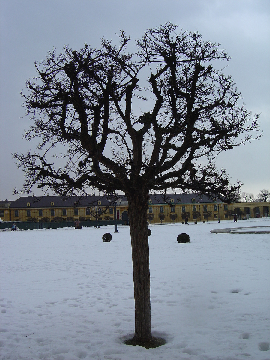 รูปถ่าย ออสเตรีย(Austria) เวียนนา(Vienna) 2005-03 7