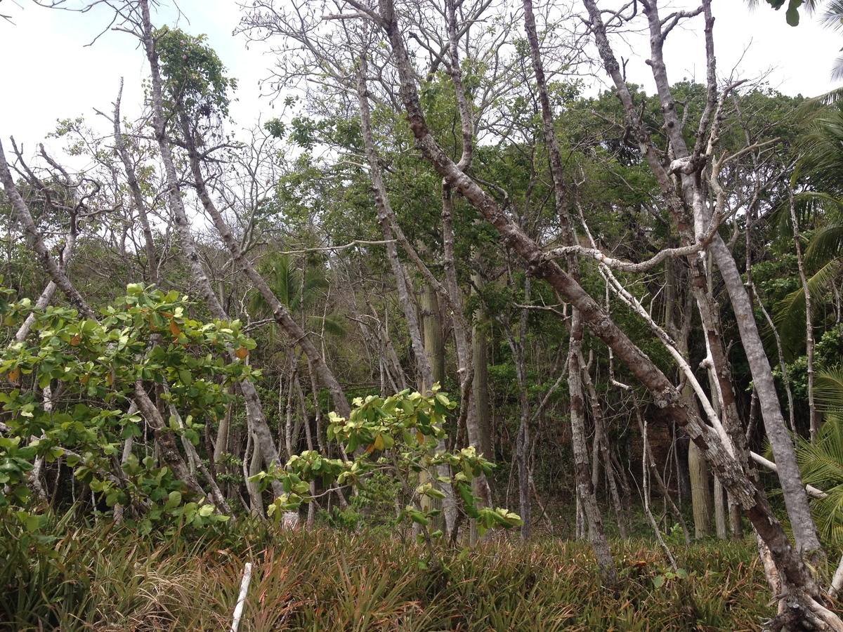 รูปถ่าย คอสตาริกา(Costa Rica) มอนเตซูมา(Montezuma) 2015-03 410