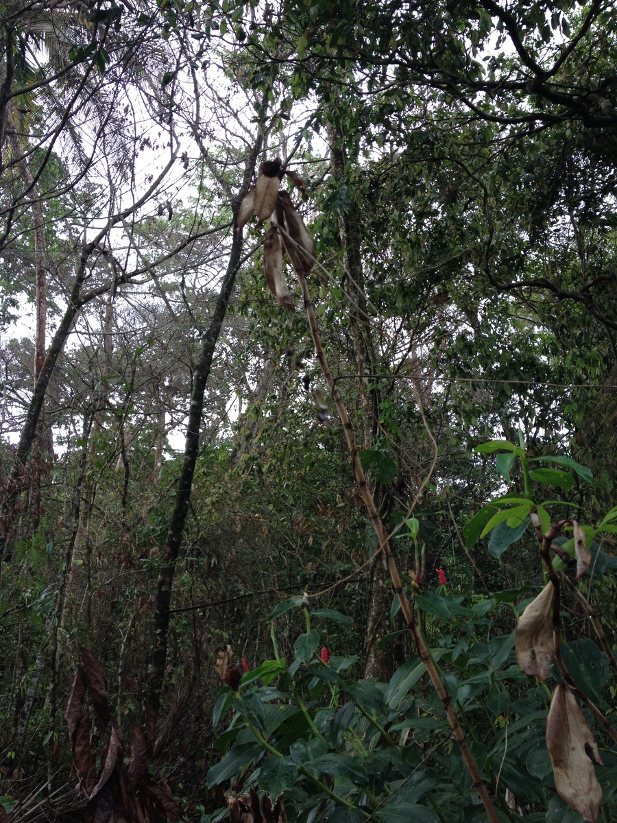 รูปถ่าย คอสตาริกา(Costa Rica) กาอุยตา(Cahuita) 2015-03 220
