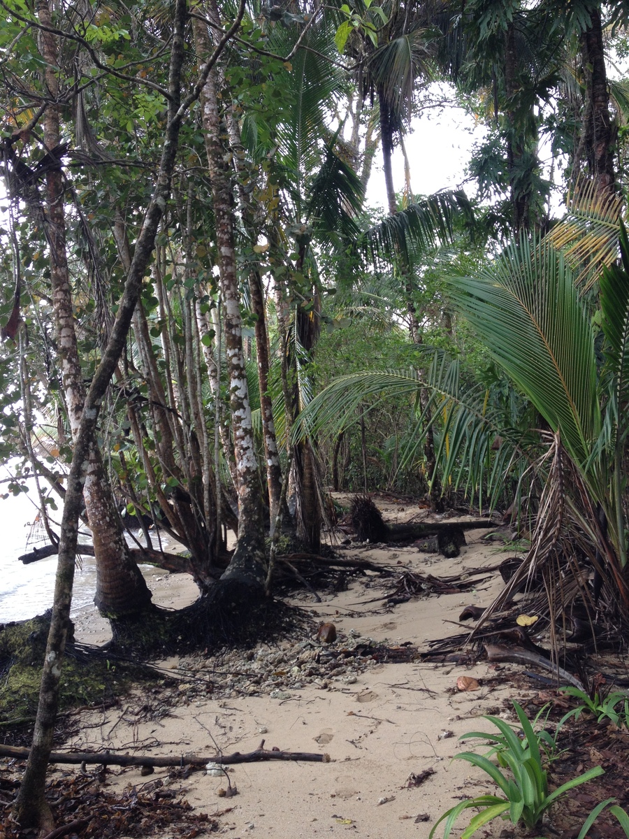 รูปถ่าย คอสตาริกา(Costa Rica) กาอุยตา(Cahuita) 2015-03 12
