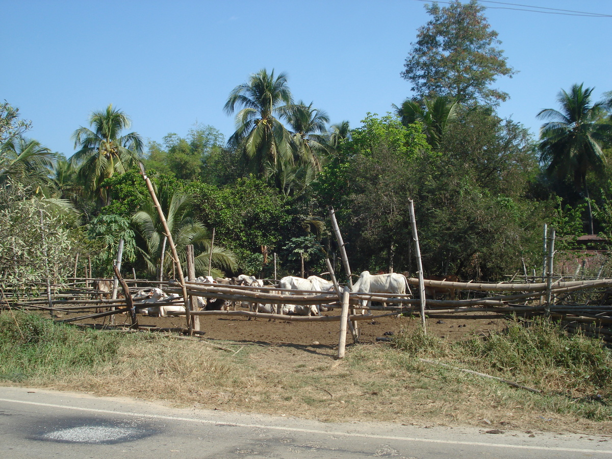 รูปถ่าย ไทย(Thailand) พิษณุโลก(Phitsanulok) 2008-01 34
