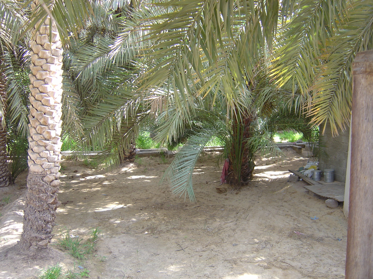 รูปถ่าย สหรัฐอาหรับเอมิเรตส์(United Arab Emirates) อาเลอิน(Al Ain) โอเอซิสอัลไอน์(Al Ain Oasis) 2005-03 21