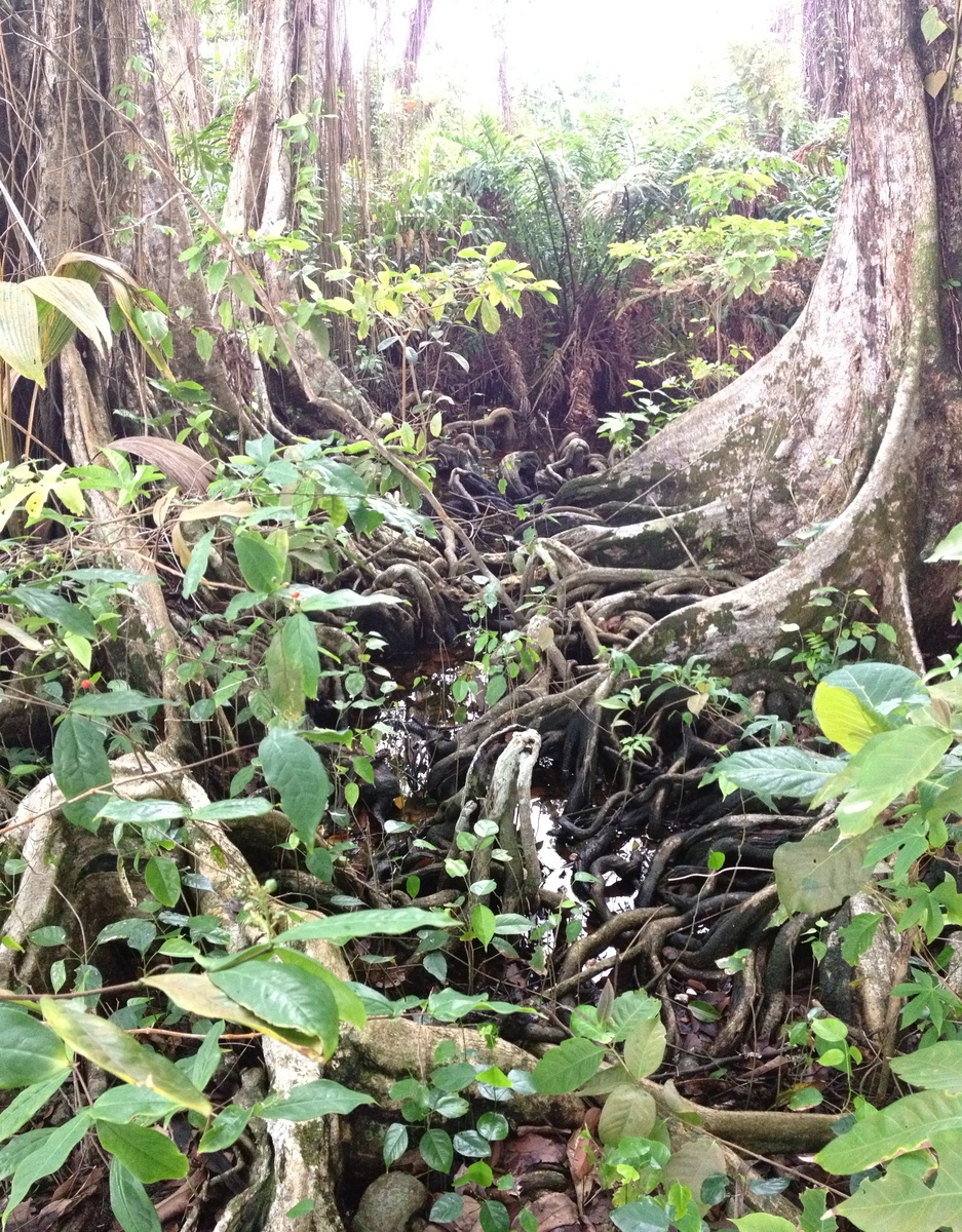 รูปถ่าย คอสตาริกา(Costa Rica) กาอุยตา(Cahuita) 2015-03 6