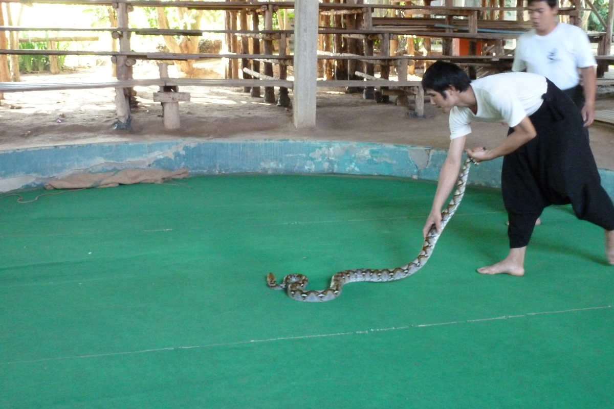 รูปถ่าย ไทย(Thailand) เชียงใหม่(Chiang Mai) ฟาร์มงูแม่สา(Mae Sa Snake Farm) 2010-12 87