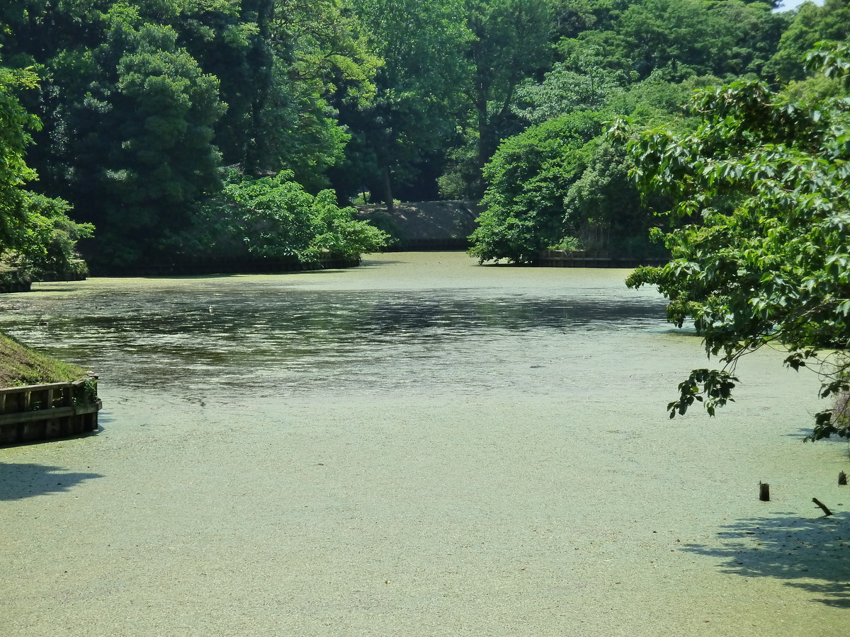 รูปถ่าย ญี่ปุ่น(Japan) โตเกียว(Tokyo) สวนฮามะริคิว(Hama rikyu Gardens) 2010-06 26