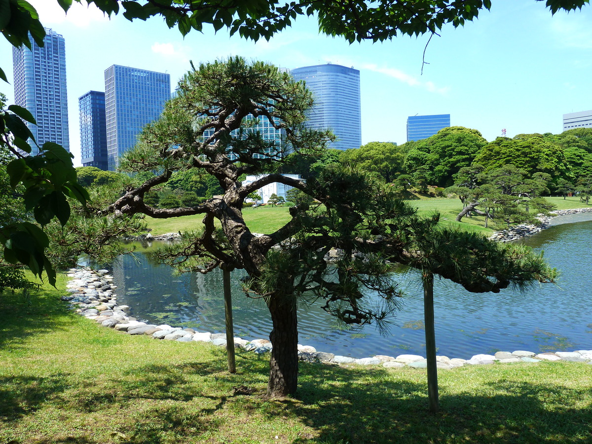 รูปถ่าย ญี่ปุ่น(Japan) โตเกียว(Tokyo) สวนฮามะริคิว(Hama rikyu Gardens) 2010-06 19