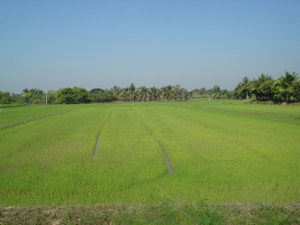 รูปถ่าย ไทย(Thailand) พิษณุโลก(Phitsanulok) 2008-01 20