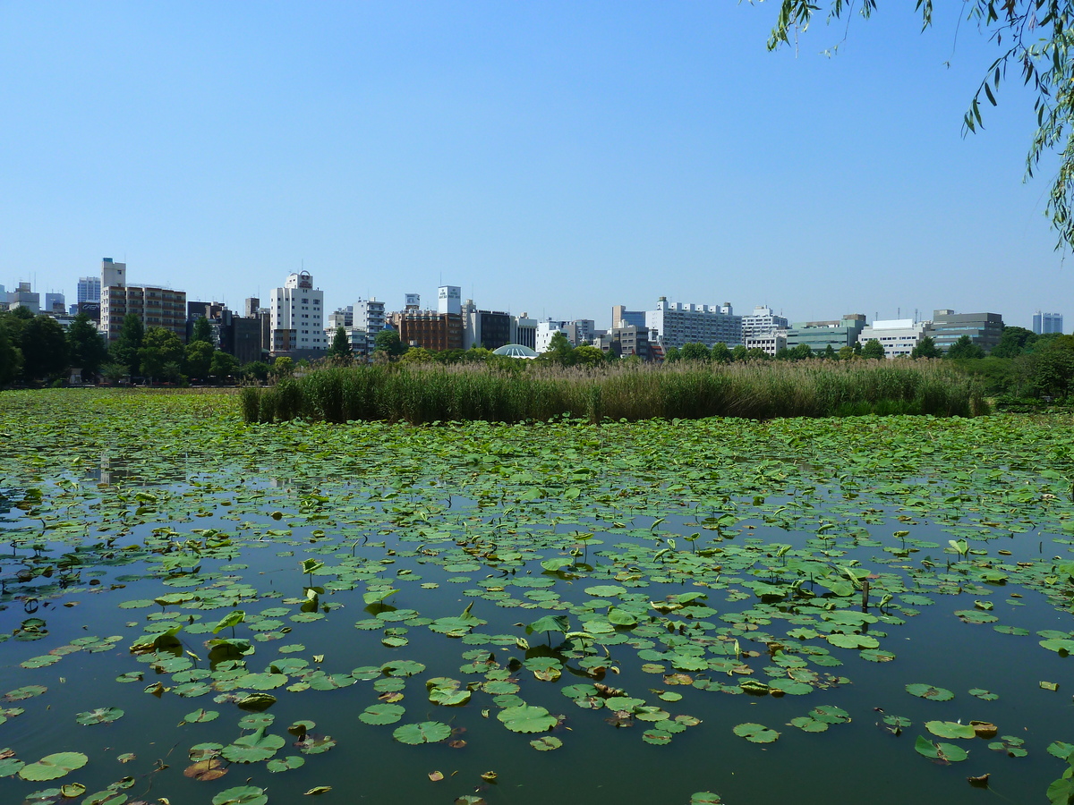 รูปถ่าย ญี่ปุ่น(Japan) โตเกียว(Tokyo) อุเอโนะ(Ueno) 2010-06 90