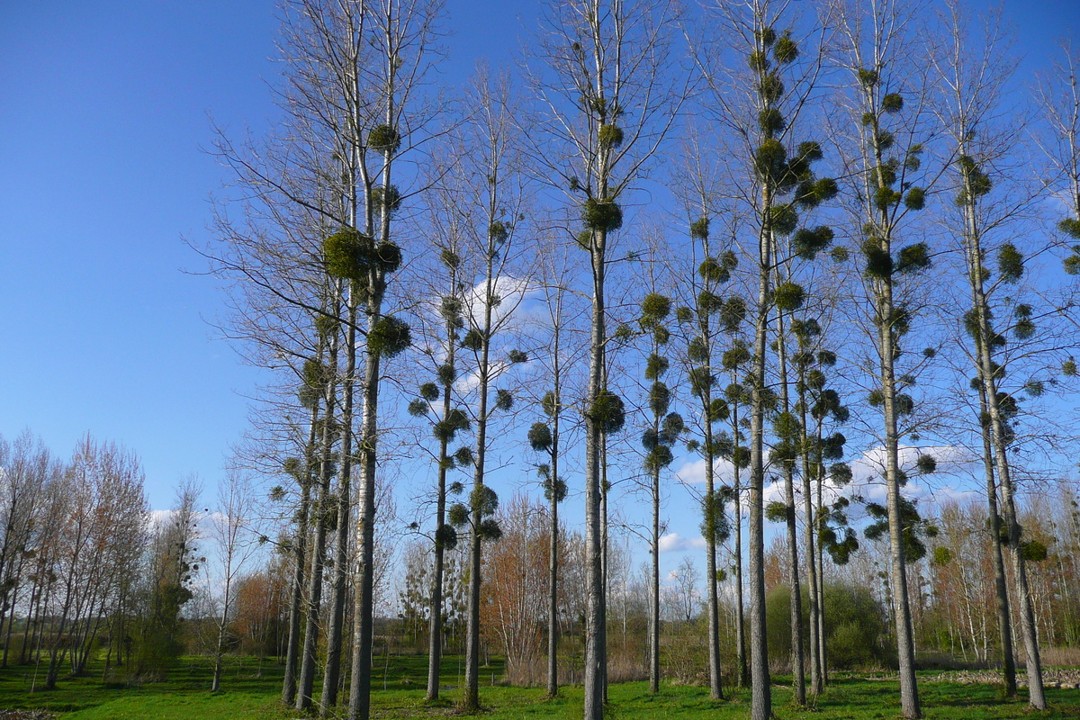 รูปถ่าย ฝรั่งเศส(France) อ็องบวซ(Amboise) ถนนจากอ็องบวซไปบลัว(Amboise to blois road) 2008-04 36