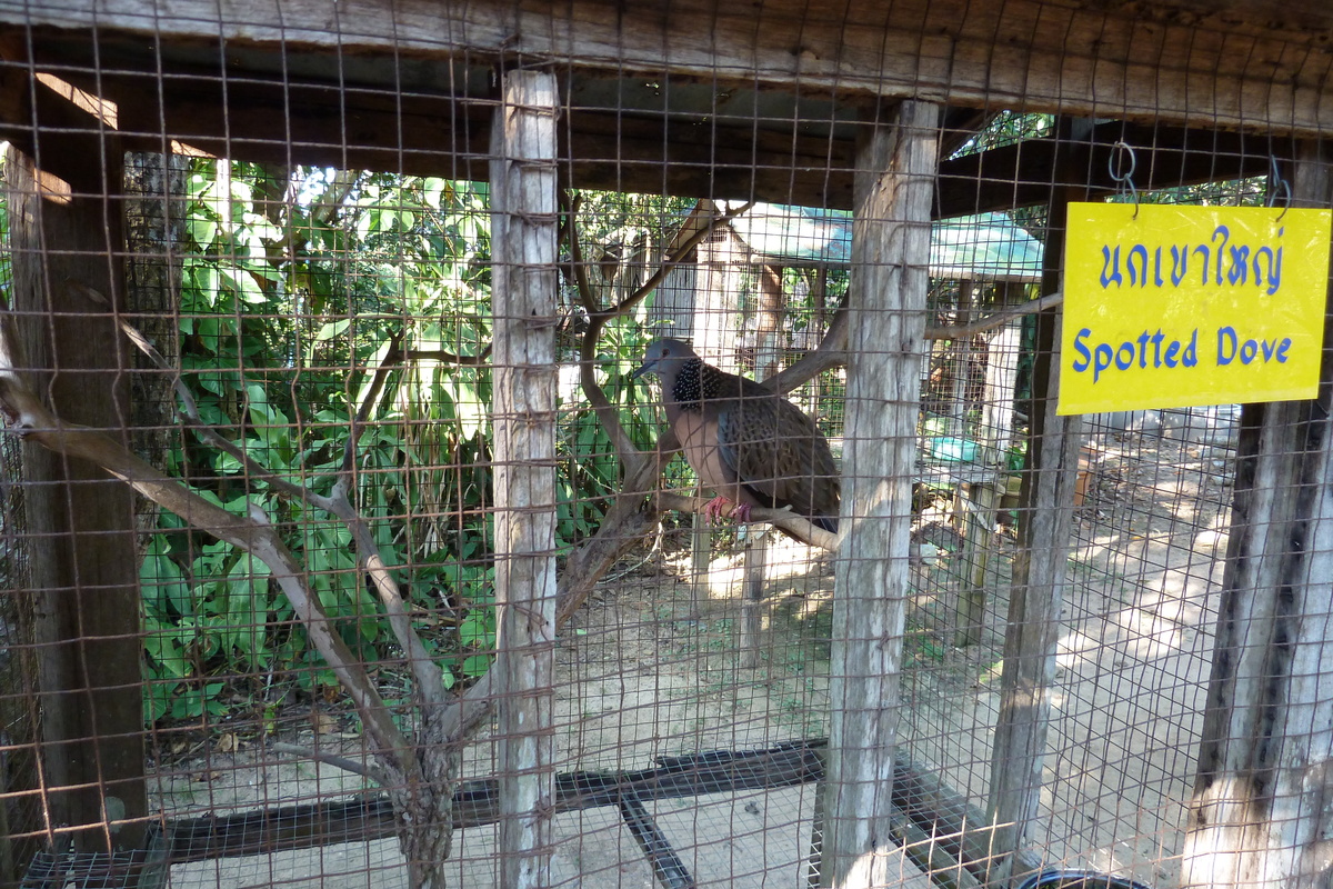 รูปถ่าย ไทย(Thailand) เชียงใหม่(Chiang Mai) ฟาร์มงูแม่สา(Mae Sa Snake Farm) 2010-12 14